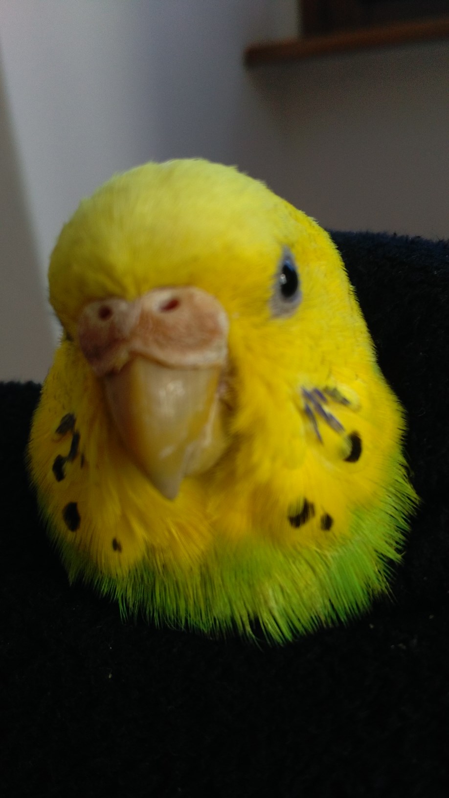 Coco femmina?